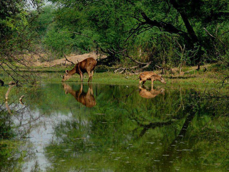 Hotel Eagle Nest Bharatpur Bagian luar foto